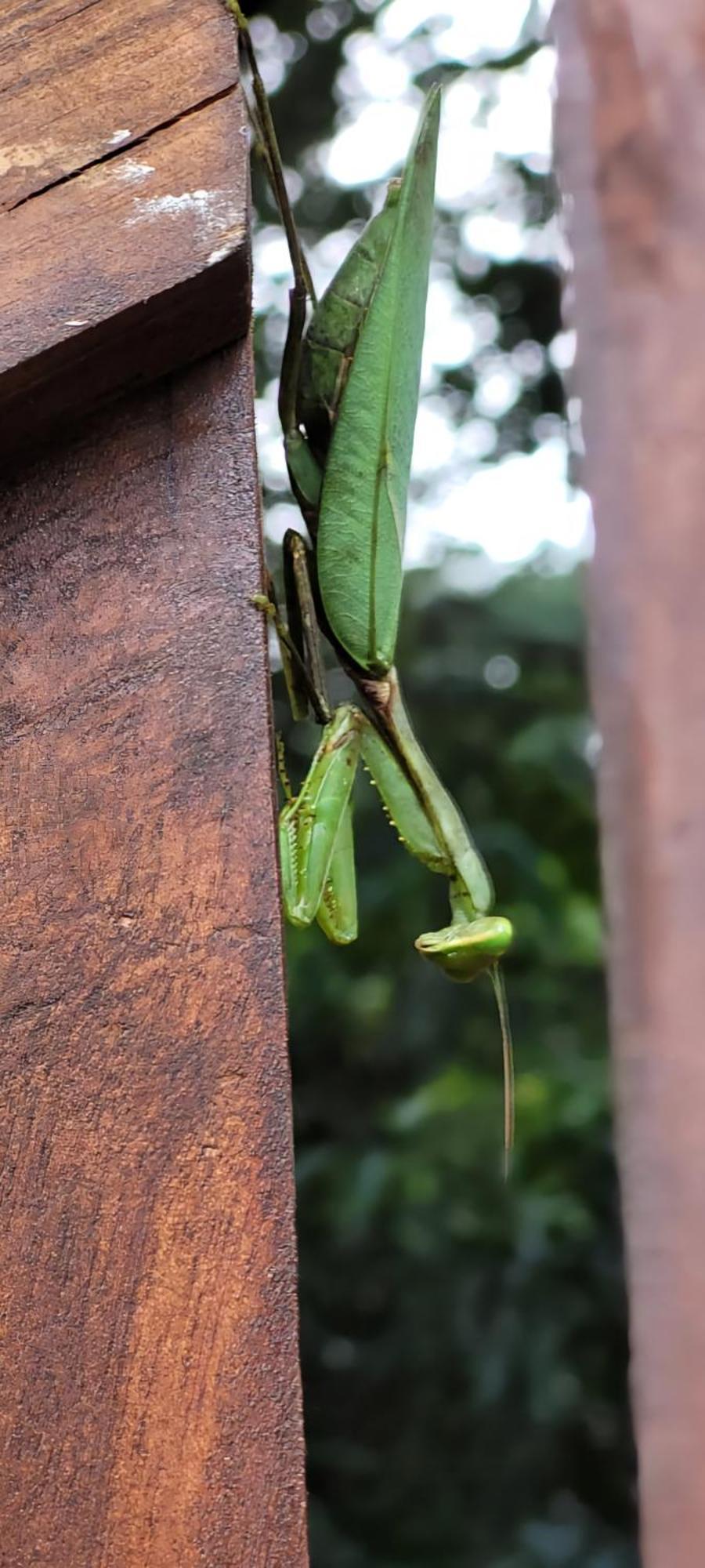 Lion King Jungle Cabanas Sigiriya Eksteriør billede